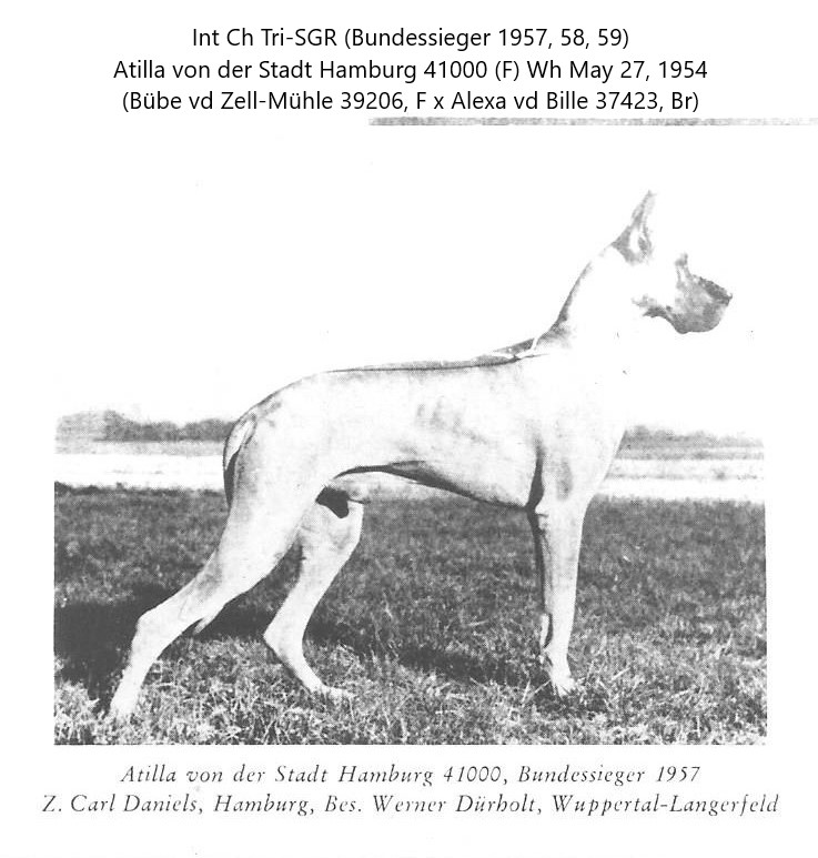 Atilla von der Stadt Hamburg